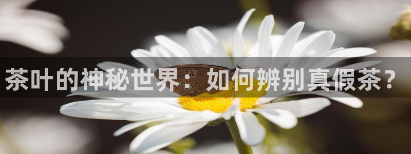 彩名堂安卓客户端官网下载安装
