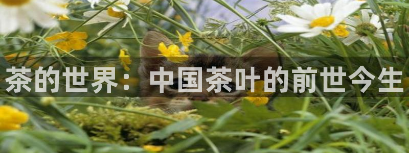 彩名堂手机客户端怎么进不去了