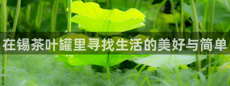 彩名堂预测软件与分析